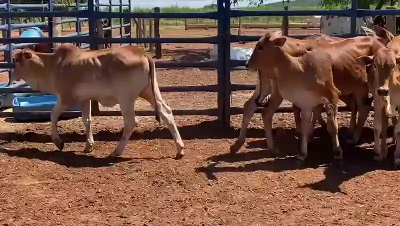 A Venda 6 Fêmeas 10 a 12 meses filhas de Nelore pintado