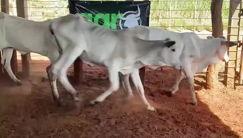A Venda 69 Fêmeas 12 a 15 Meses