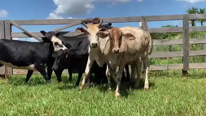 A Venda 6 Novilhas de Cruz.Industrial 12@