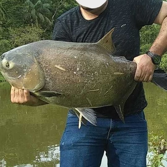 Sítio 11,5 Alq. em Registro/SP – Vale do Ribeira