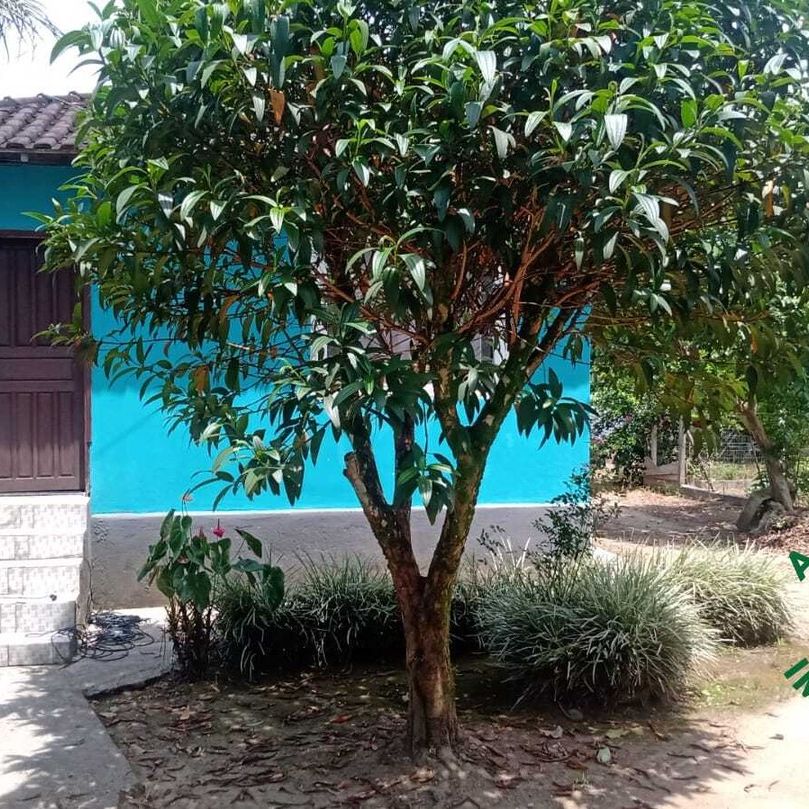 Imóvel em Sete Barras/SP com área total de 600,00²