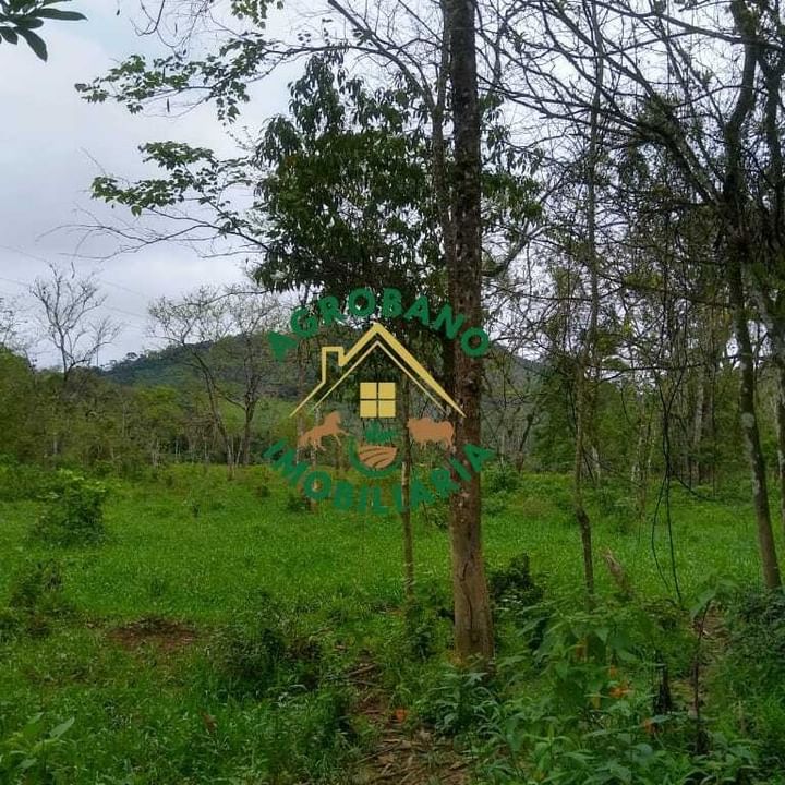 Sítio 8 Alq. em Registro/SP