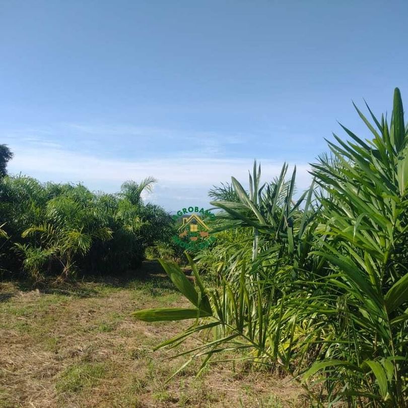 Sítio 7,5 Alq. em Registro/SP