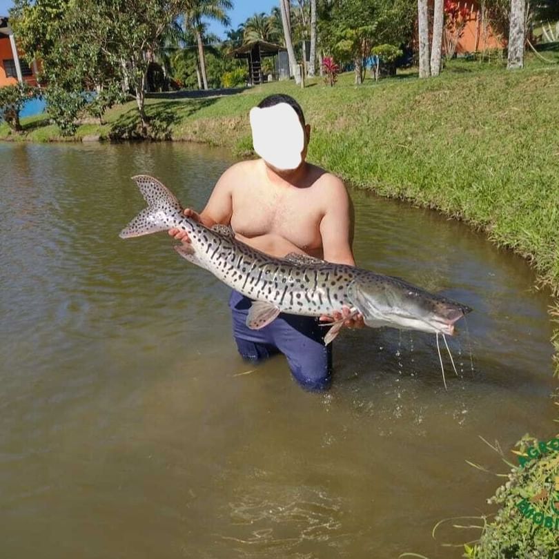 Sítio 11,5 Alq. em Registro/SP – Vale do Ribeira