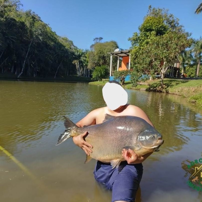 Sítio 11,5 Alq. em Registro/SP – Vale do Ribeira