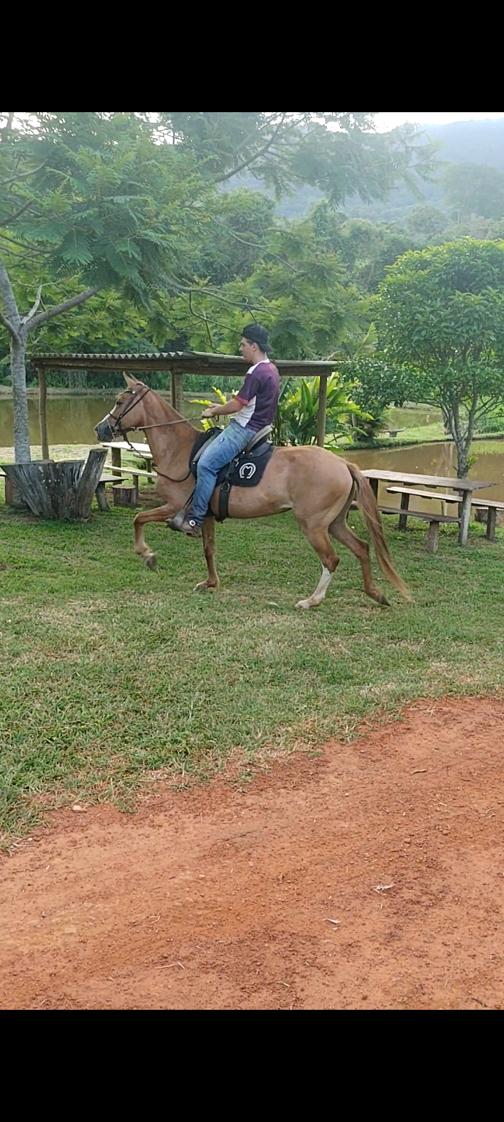égua de marcha picada
