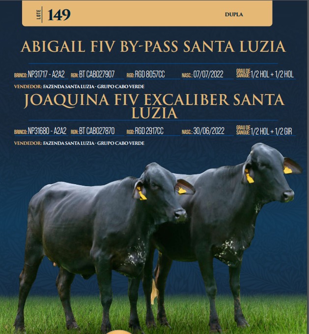 LOTE 149 - ABIGAIL FIV BY-PASS SANTA LUZIA E JOAQUINA FIV EXCALIBER SANTA LUZIA