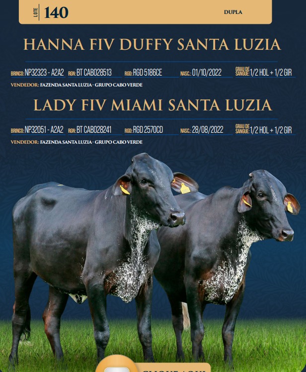 LOTE 140 - HANNA FIV DUFFY SANTA LUZIA E LADY FIV MIAMI SANTA LUZIA