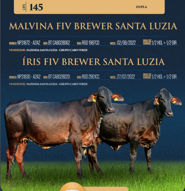 LOTE 145 - MALVINA FIV BREWER SANTA LUZIA E ÍRIS FIV BREWER SANTA LUZIA