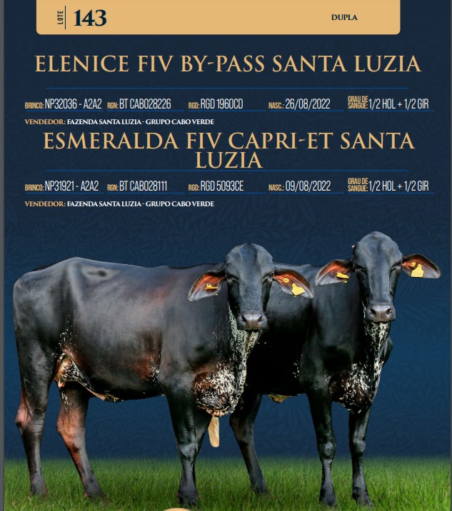 LOTE 143 - ELENICE FIV BY-PASS SANTA LUZIA E ESMERALDA FIV CAPRI-ET SANTA LUZIA