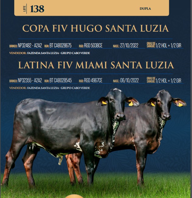 LOTE 138 - COPA FIV HUGO SANTA LUZIA E LATINA FIV MIAMI SANTA LUZIA