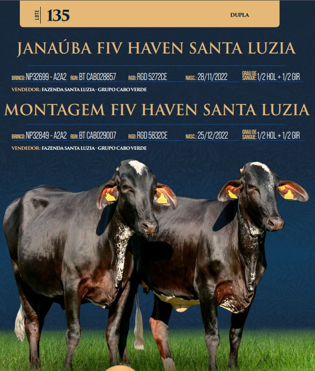 LOTE 135 - JANAÚBA FIV HAVEN SANTA LUZIA E MONTAGEM FIV HAVEN SANTA LUZIA