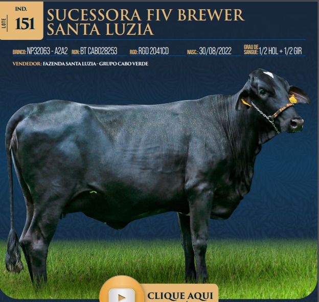 LOTE 151 - SUCESSORA FIV BREWER SANTA LUZIA