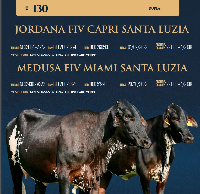 LOTE 130 - JORDANA FIV CAPRI SANTA LUZIA E MEDUSA FIV MIAMI SANTA LUZIA