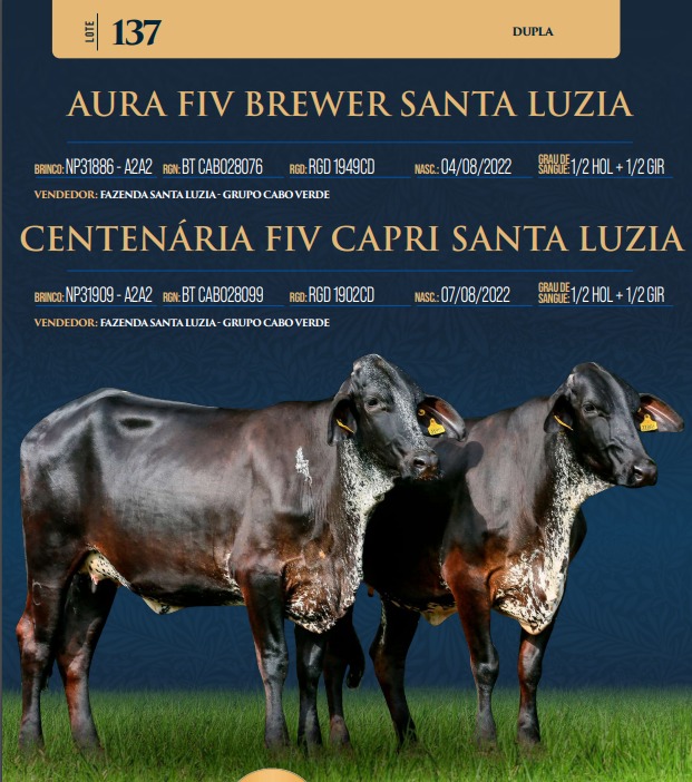 LOTE 137 - AURA FIV BREWER SANTA LUZIA E CENTENÁRIA FIV CAPRI SANTA LUZIA