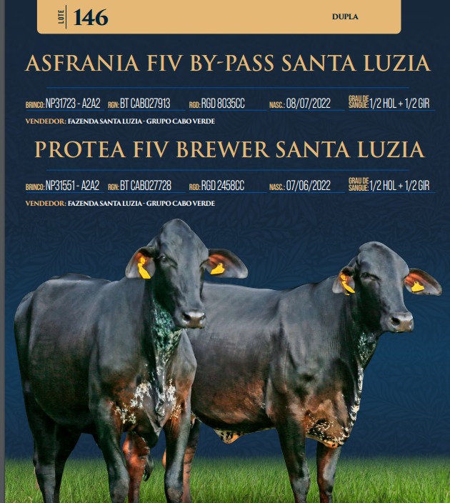 LOTE 146 - ASFRANIA FIV BY-PASS SANTA LUZIA E PROTEA FIV BREWER SANTA LUZIA