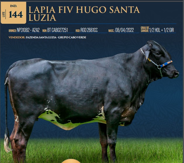 LOTE 144 - LAPIA FIV HUGO SANTA LUZIA
