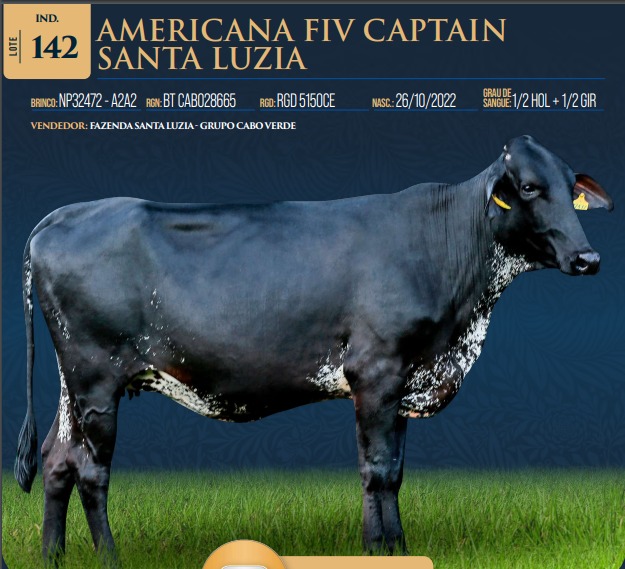LOTE 142 - AMERICANA FIV CAPTAIN SANTA LUZIA