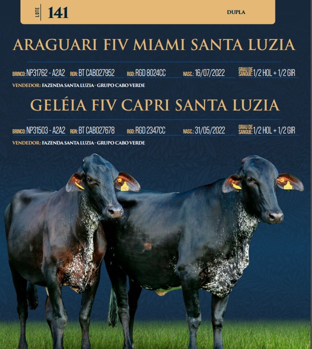 LOTE 141 - ARAGUARI FIV MIAMI SANTA LUZIA E GELÉIA FIV CAPRI SANTA LUZIA