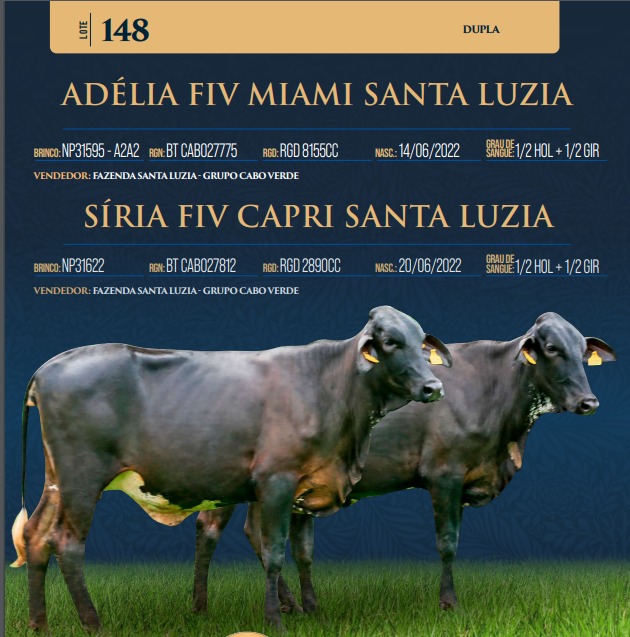 LOTE 148 - ADÉLIA FIV MIAMI SANTA LUZIA E SÍRIA FIV CAPRI SANTA LUZIA