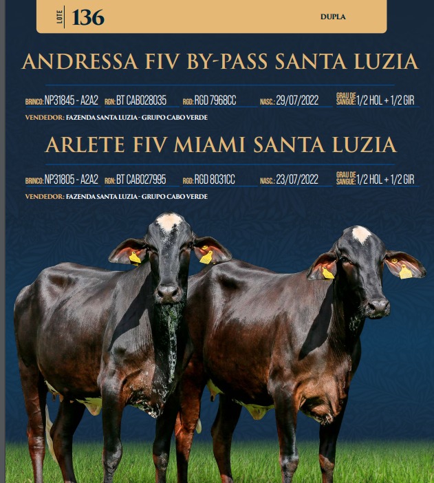 LOTE 136 - ANDRESSA FIV BY-PASS SANTA LUZIA E ARLETE FIV MIAMI SANTA LUZIA