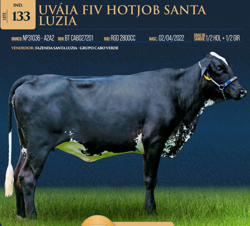 LOTE 133 - UVÁIA FIV HOTJOB SANTA LUZIA