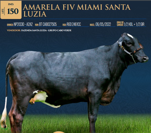 LOTE 150 - AMARELA FIV MIAMI SANTA LUZIA