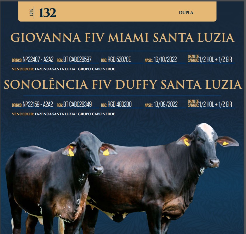 LOTE 132 - GIOVANNA FIV MIAMI SANTA LUZIA E SONOLÊNCIA FIV DUFFY SANTA LUZIA