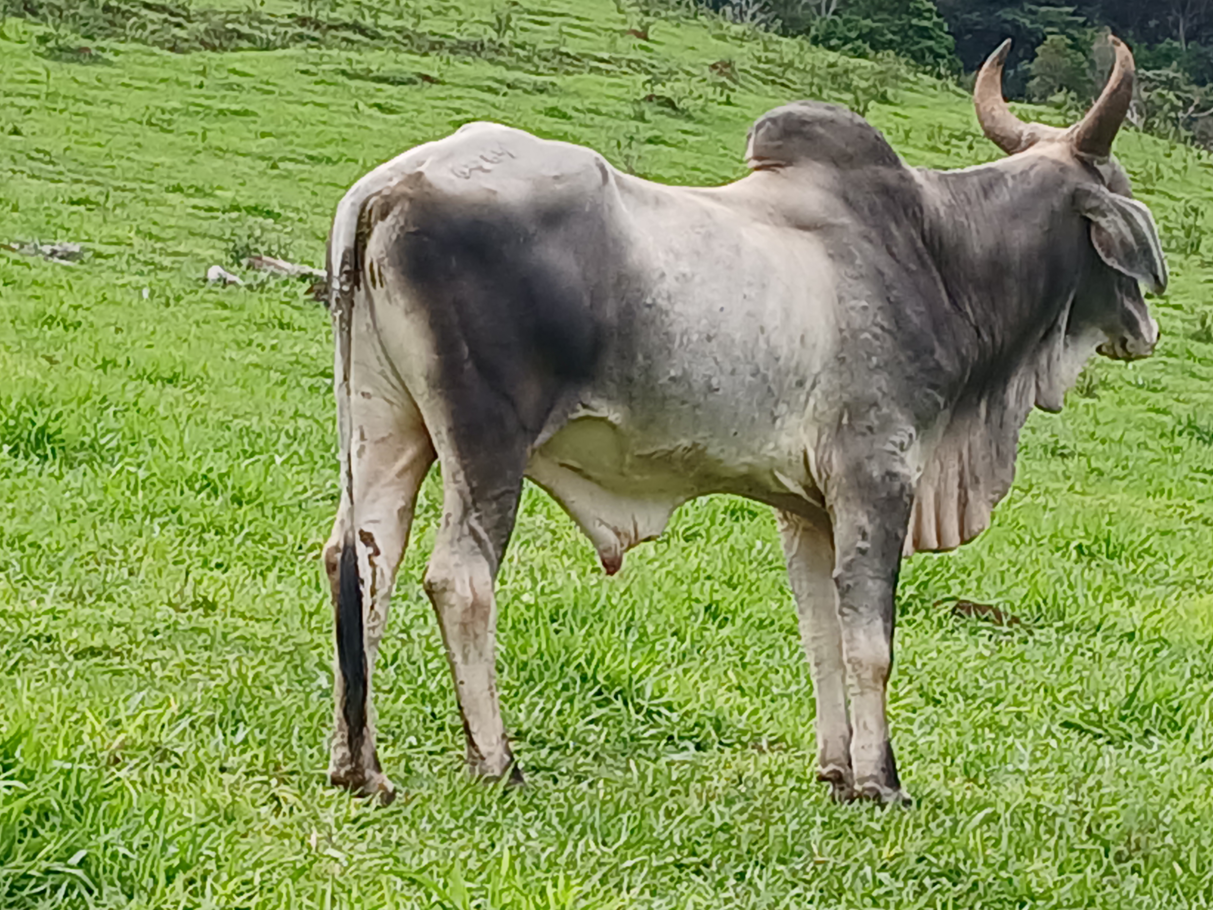 touro guzera reprodutor