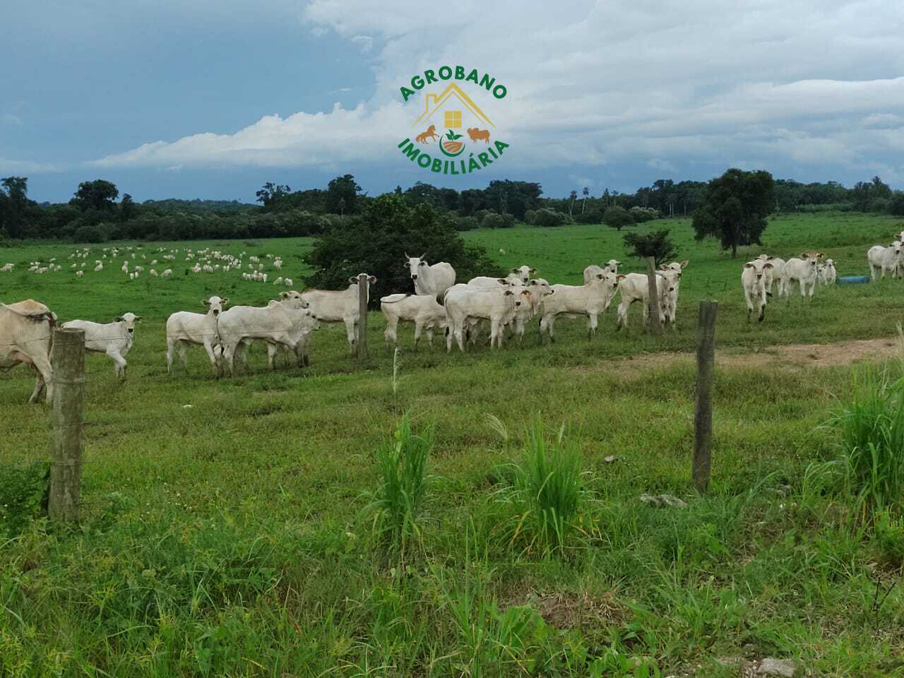 Fazenda à venda em Registro/SP - Vale do Ribeira.