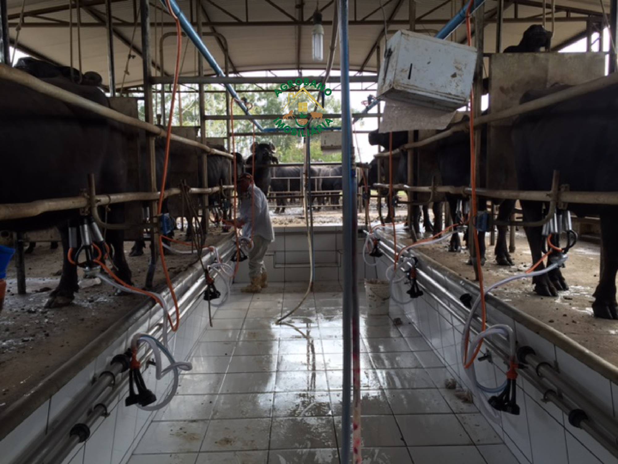 Fazenda em Santana do Itararé/PR - Paraná.