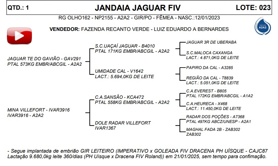 LOTE 23 JANDAIA JAGUAR FIV OLHO162
