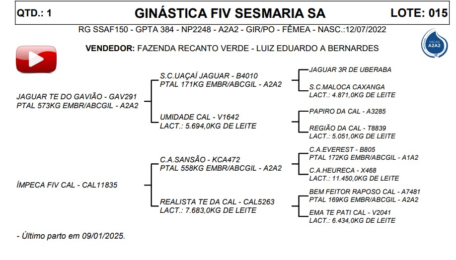 LOTE 15 GINÁSTICA FIV SESMARIA SA SSAF150
