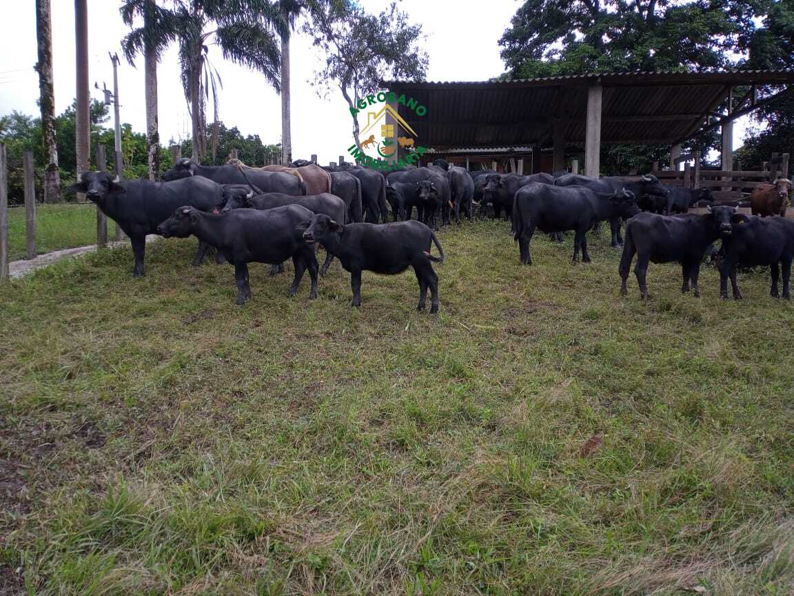 Fazenda em Registro/SP - Vale do Ribeira.