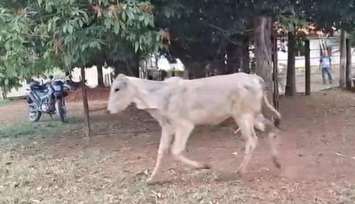 Venda de 37 Fêmeas Era – 12 a 13 Meses – Olímpia-SP