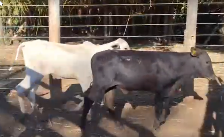 Venda de 45 Machos Nelore Era – 8 a 10 Meses – Olímpia-SP