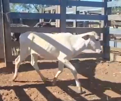 Venda de 28 Machos Era – 8 Meses – Olímpia-SP