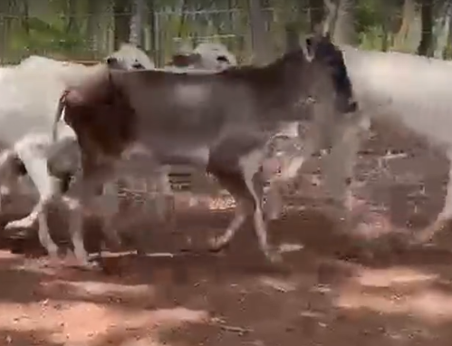 Venda de 70 Fêmeas Nelore Era – 15 Meses – Entrega Grátis em até 200 km de Olímpia-SP