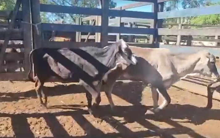 Venda de 28 Machos Era – 8 Meses – Olímpia-SP