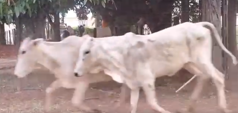 Venda de 37 Fêmeas Era – 12 a 13 Meses – Olímpia-SP