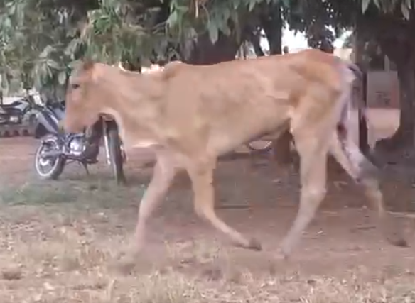 Venda de 37 Fêmeas Era – 12 a 13 Meses – Olímpia-SP