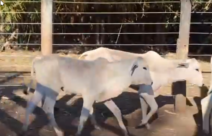 Venda de 45 Machos Nelore Era – 8 a 10 Meses – Olímpia-SP