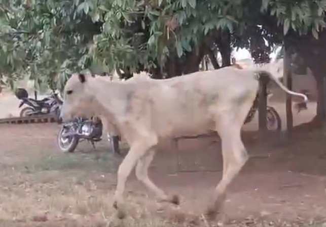 Venda de 37 Fêmeas Era – 12 a 13 Meses – Olímpia-SP