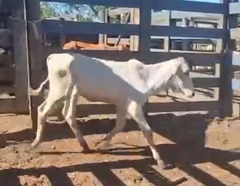 Venda de 28 Machos Era – 8 Meses – Olímpia-SP