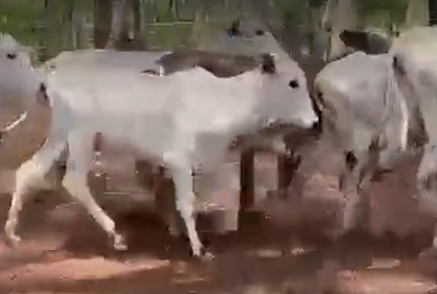 Venda de 70 Fêmeas Nelore Era – 15 Meses – Entrega Grátis em até 200 km de Olímpia-SP