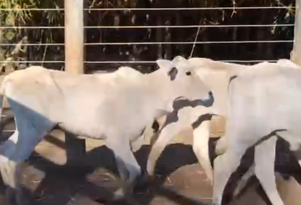 Venda de 45 Machos Nelore Era – 8 a 10 Meses – Olímpia-SP