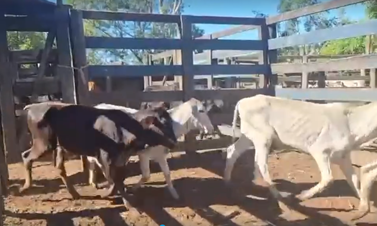 Venda de 28 Machos Era – 8 Meses – Olímpia-SP