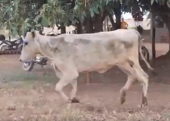 Venda de 37 Fêmeas Era – 12 a 13 Meses – Olímpia-SP