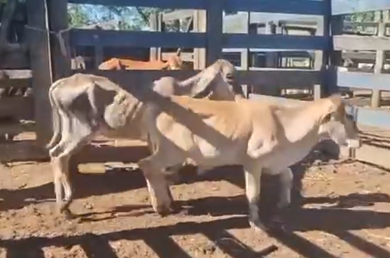 Venda de 28 Machos Era – 8 Meses – Olímpia-SP