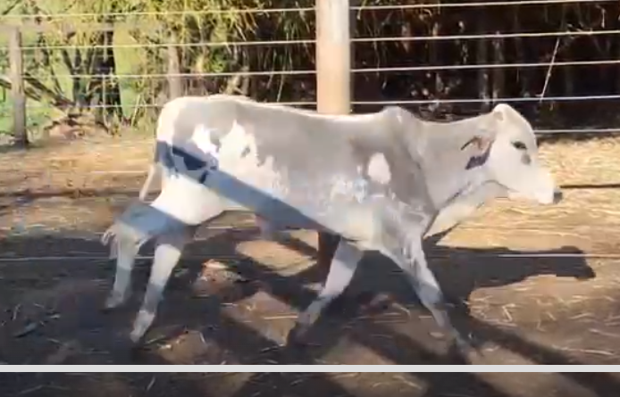 Venda de 45 Machos Nelore Era – 8 a 10 Meses – Olímpia-SP